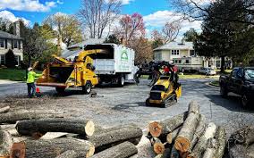 Best Tree Disease Treatment  in Rancho Cordova, CA