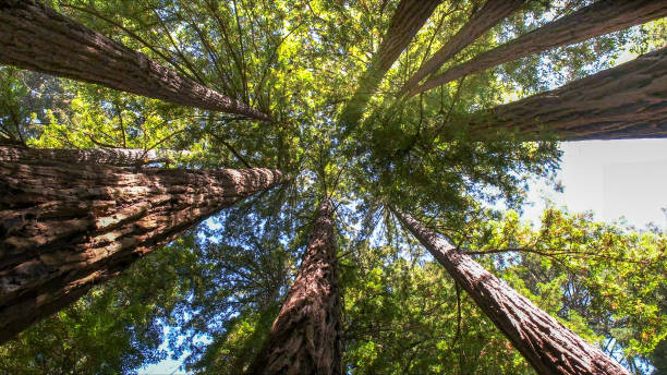 Soil Testing and Treatment in Rancho Cordova, CA