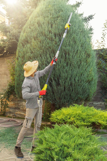Reliable Rancho Cordova, CA Tree Services Solutions