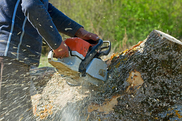 Best Lawn Maintenance Plans  in Rancho Cordova, CA